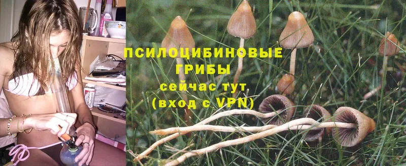 Галлюциногенные грибы MAGIC MUSHROOMS Дзержинский